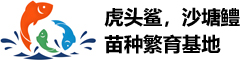 虎头鲨，沙塘鳢苗种繁育基地